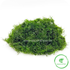 Phoenix Moss / Fissidens fontanus