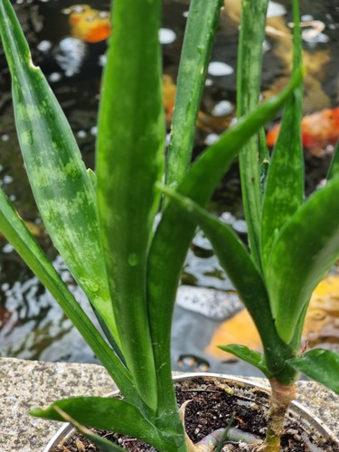 Snake house plant sansevieria - snake,