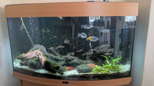 Juwel vision 180 aquarium with - juwel,