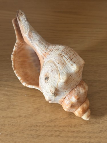 Fox head conch snail - snail, shell