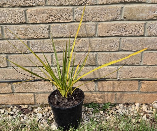 Cordyline australis verde - cordyline,