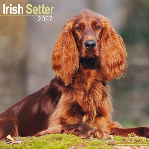 Irish setter 2027 calendar - 2027,