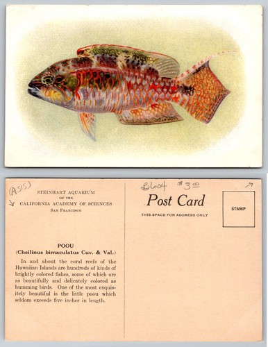 Vintage poou fish postcard - poou,