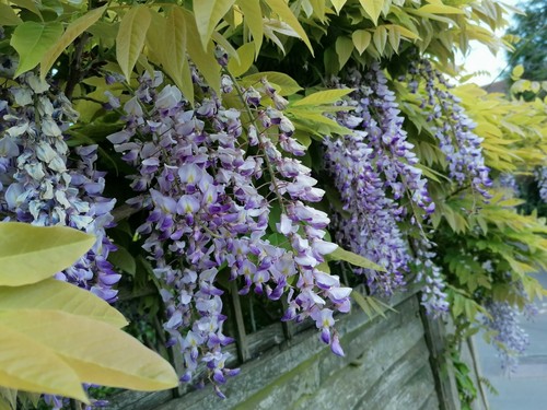 Japanese wisteria plant - 1,