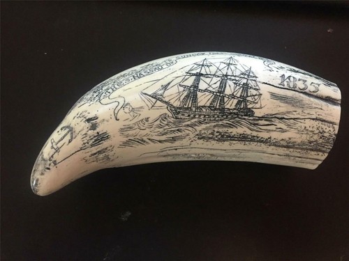 Scrimshaw sperm whale tooth - sperm,