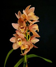Mini Cymbidium "Coral". 1 New