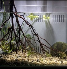 12 inch Tall Manzanita Banyan