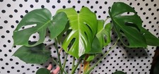 XtraLarge Monstera Deliciosa Swiss Cheese Plant/ Easy To Grow Indoor Plant