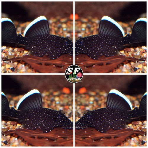 183 starlight bristlenose - 183,