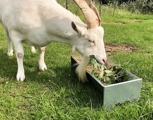 Goat donkey horse - donkey, pony