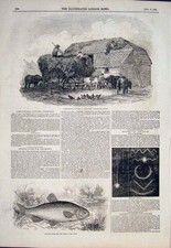 Original Old Antique Print Thatching Duncan Straw Meteor Fine Art 1846 Fish Chub