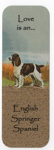 English springer spaniel dog - spaniel,
