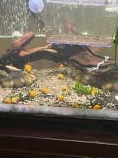 5 COUNT Mystery Snails Live Freshwater Multiple Sizes 3-4 months old