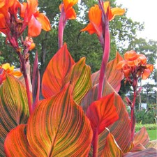 Canna Tropicanna - Canna Lily