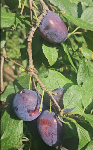 Marjorie seedling plum - marjorie's,