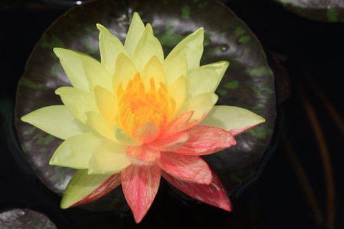 Nymphaea wanvisa water - 'wanvisa',
