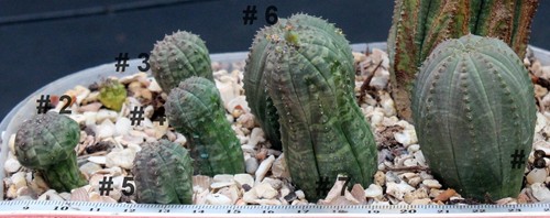 Euphorbia obesa baseball - obesa, 'baseball