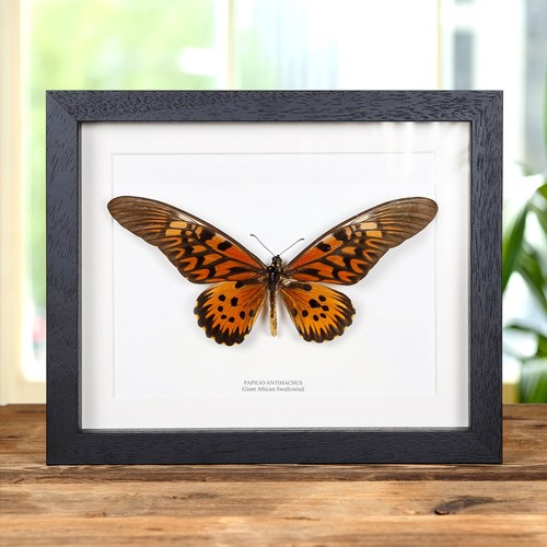Giant african swallowtail - giant,