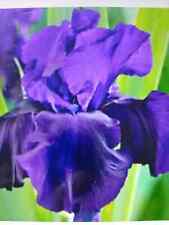 Iris Germanica BLACK TIE