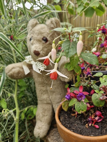 Sweet vintage bear - bear,, likely