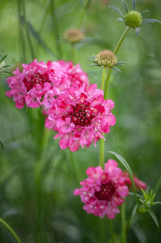 Scabious atropurpurea salmon - scabious, 'salmon