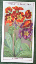 POLYANTHUS   Vintage 1933  Illustrated Botanical Card   EE20M