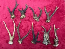 9 PIECES OF FANCY ROE DEER