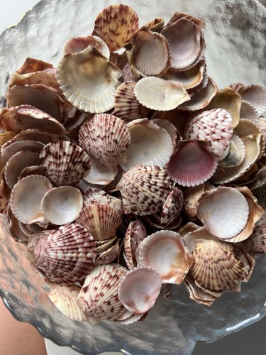 Pcs pink small scallop - pcs,