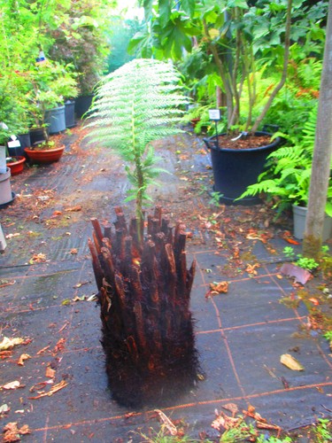 18inch trunk dicksonia - trunk,