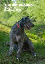 Irish Wolfhound A3 2026 Calendar
