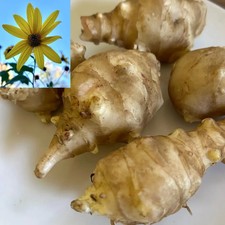 White Mammoth Jerusalem