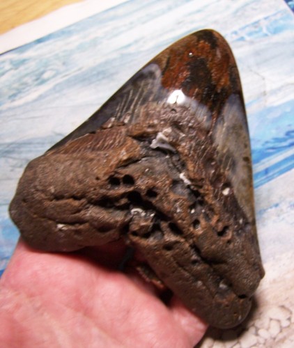 Megalodon shark tooth - shark, 5