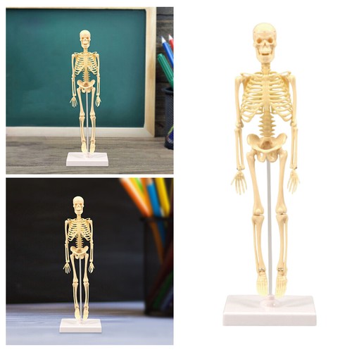 Human anatomical anatomy - human,