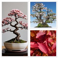 Mini Cherry Blossom starter