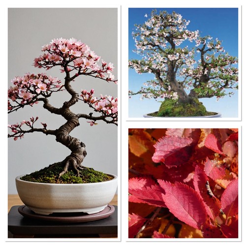 Mini cherry blossom starter - mini,
