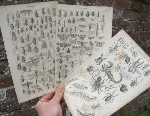 1870 insects oliver - oliver, goldsmith