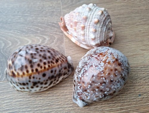 Conch shells 9cm - x,