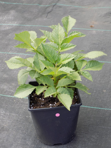 Dahlia litre plants grown - 2,
