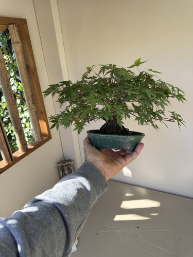 Shohin japanese maple bonsai - japanese,