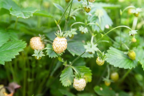 Pineapple crush - 20, '