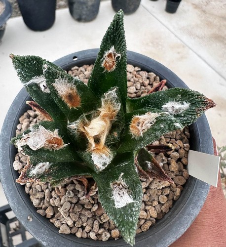 Ariocarpus bravoanus from