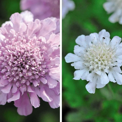 Scabious kudos collection - kudos,
