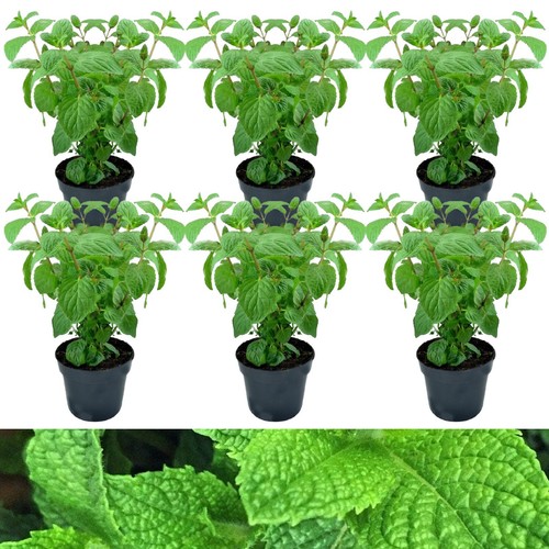 Slug off mint plants in - off,
