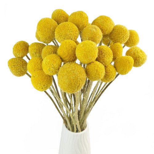 Tooget natural craspedia dried - natural,