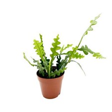 Epiphyllum anguliger - Fishbone Cactus