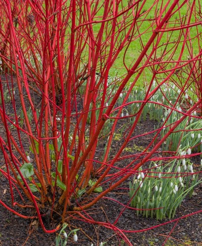 Cornus alba red dogwood - alba,