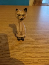 siamese cat