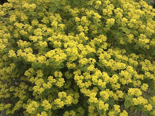 Euphorbia corallioides gold