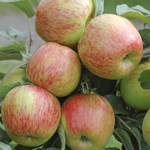Fruit tree braeburn apple - fruit, tree,