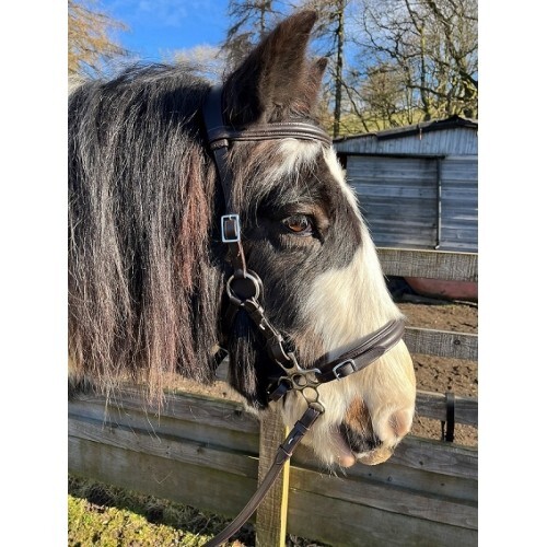 Calli bubbles hackamore - bubbles,